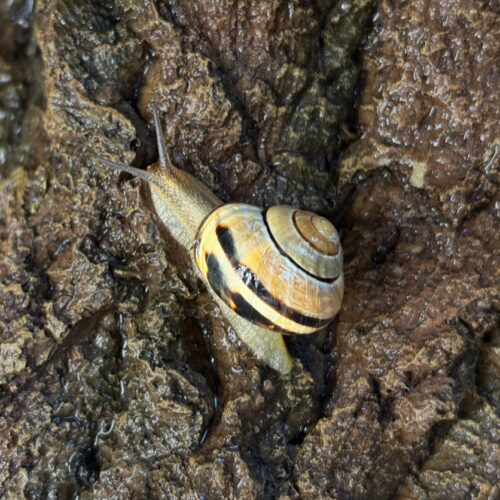 how-snails-engineer-their-slime