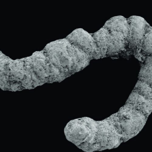 did-poop-enable-the-evolution-of-complex-animals?