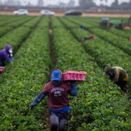 as-temperatures-get-hotter,-pesticides-are-more-dangerous-to-farmworkers