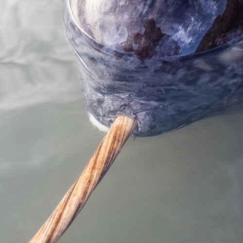 x-rays-add-new-twist-to-narwhal’s-spiral-tusk