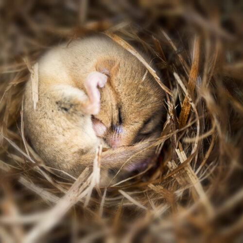 putting-mice-into-hibernation-causes-a-major-loss-of-synapses