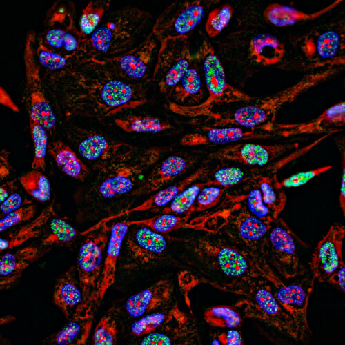 lab-supply-companies-have-been-selling-antibodies-using-manipulated-images