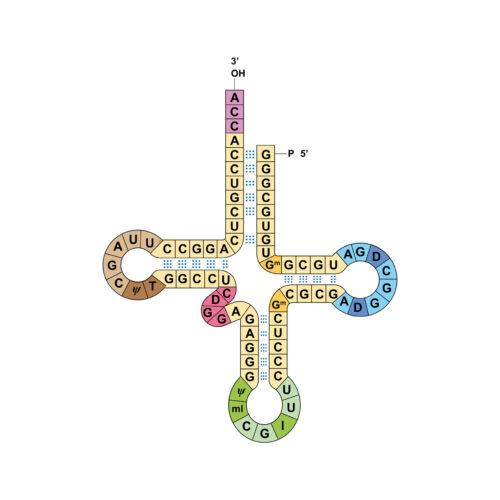 researchers-get-two-genetic-codes-to-work-at-the-same-time