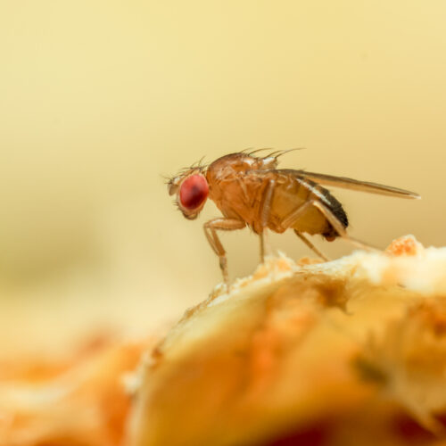 just-like-a-fruit-fly,-a-new-algorithm-never-forgets-old-scents