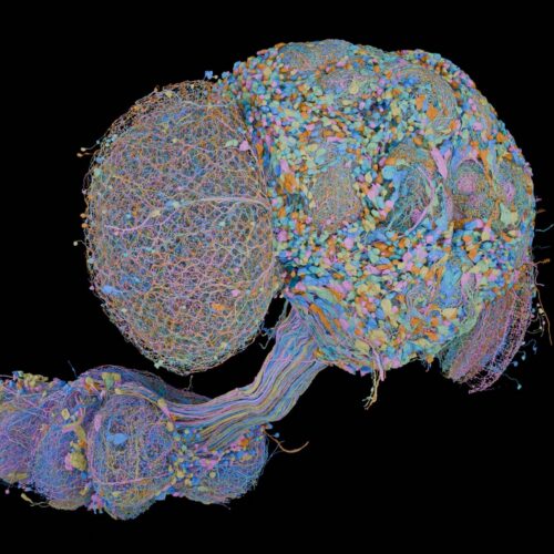 second-complete-map-of-a-fruit-fly-brain-completed