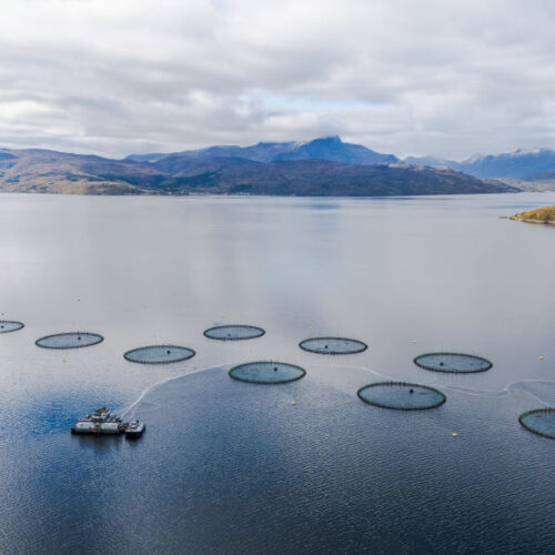 farmed-salmon-may-not-be-as-nutritious-as-it-once-was,-new-research-suggests