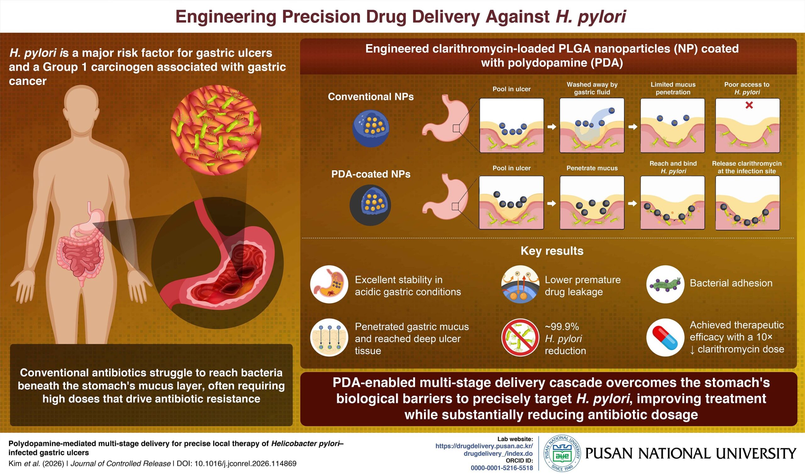 pusan-national-university-develops-smart-nanoparticles-that-deliver-antibiotics-directly-to-h.-pylori