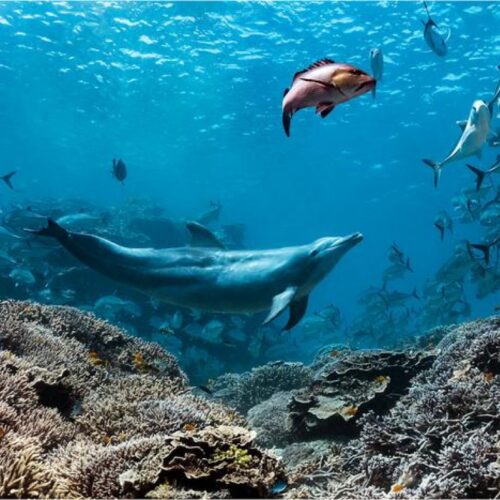A dolphin named Bubbles makes other fish vomit, then eats it