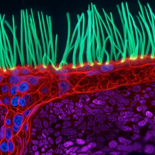 meet-the-winner-of-nikon’s-small-world-in-motion-video-contest