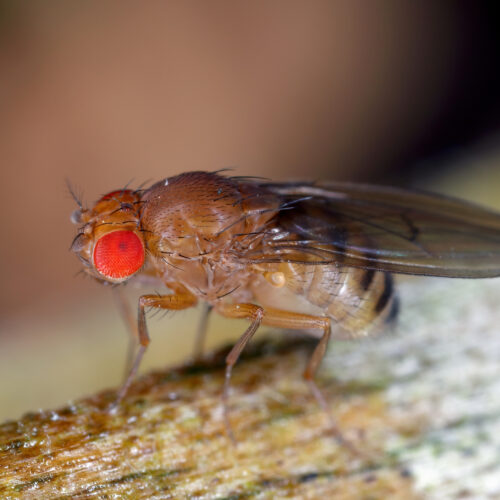 less-protein-for-maggots-means-longer-lives-for-fruit-flies