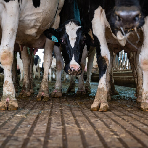 pediatricians-renew-call-to-ban-raw-milk-as-anti-science-rhetoric-reigns