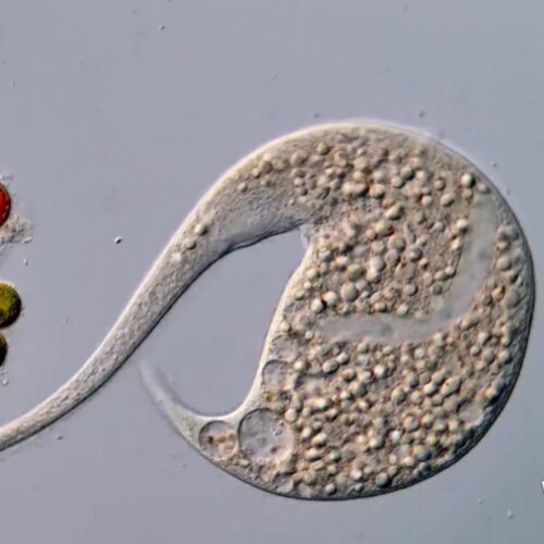 ai-disqualification-yields-new-nikon-small-world-in-motion-winner