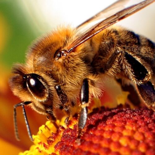 high-speed-video-reveals-how-honey-bee-stingers-pump-venom