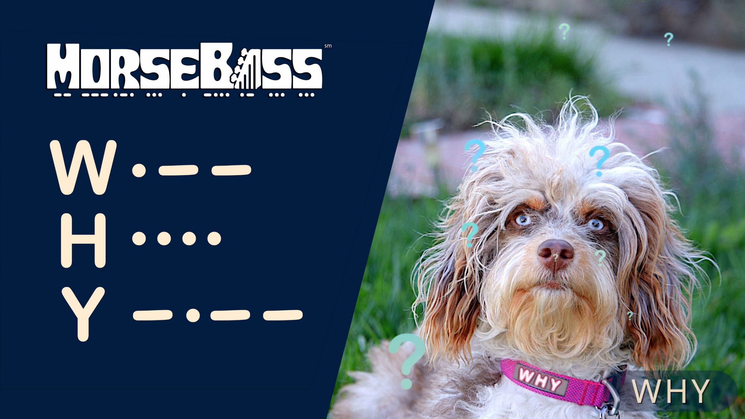 who-would-imagine-you-could-learn-morse-code-with-puppies?