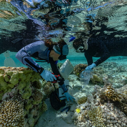 rewilding-could-help-vulnerable-islands-keep-pace-with-rising-seas